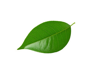 Fototapeta premium Vibrant green leaf with prominent veins and a glossy surface texture