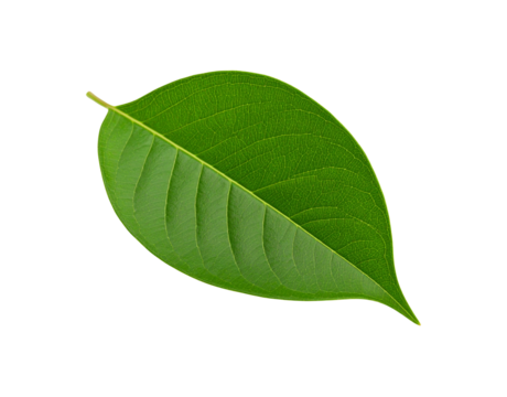 Vibrant green leaf with prominent veins and pointed tip isolated on transparency