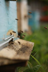 Beekeeping and Honey Production – Close-up Views of Bees, Honeycombs, and Apiary Work