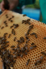 Beekeeping and Honey Production &ndash; Close-up Views of Bees, Honeycombs, and Apiary Work