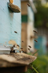 Beekeeping and Honey Production – Close-up Views of Bees, Honeycombs, and Apiary Work