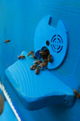 Beekeeping and Honey Production – Close-up Views of Bees, Honeycombs, and Apiary Work
