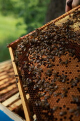 Beekeeping and Honey Production – Close-up Views of Bees, Honeycombs, and Apiary Work