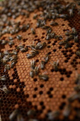 Beekeeping and Honey Production &ndash; Close-up Views of Bees, Honeycombs, and Apiary Work