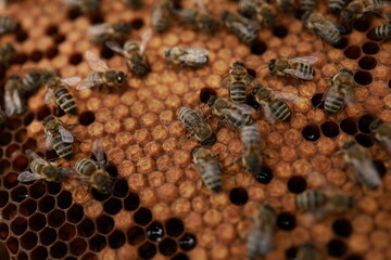 Beekeeping and Honey Production – Close-up Views of Bees, Honeycombs, and Apiary Work