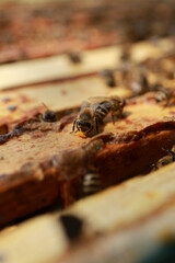 Beekeeping and Honey Production – Close-up Views of Bees, Honeycombs, and Apiary Work
