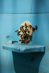 Beekeeping and Honey Production – Close-up Views of Bees, Honeycombs, and Apiary Work