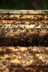 Beekeeping and Honey Production – Close-up Views of Bees, Honeycombs, and Apiary Work