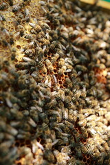 Beekeeping and Honey Production – Close-up Views of Bees, Honeycombs, and Apiary Work