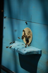 Beekeeping and Honey Production – Close-up Views of Bees, Honeycombs, and Apiary Work