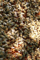 Beekeeping and Honey Production – Close-up Views of Bees, Honeycombs, and Apiary Work