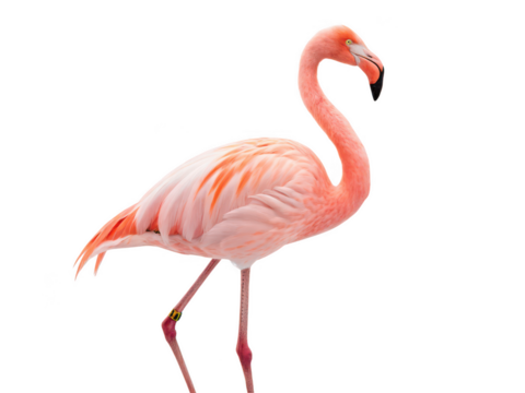 flamingo animal png flamingo bird png pink flamingo png tropical bird png exotic bird png wading bird png water bird png transparent background image
