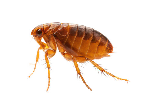 flea animal png flea insect png small insect png parasitic insect png tiny insect png animal pest png jumping insect png transparent background image