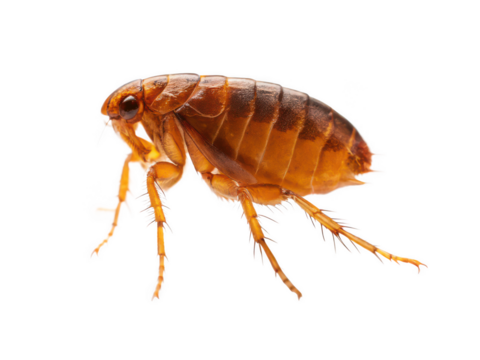 flea animal png flea insect png small insect png parasitic insect png tiny insect png animal pest png jumping insect png transparent background image