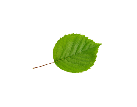 Vibrant green leaf with serrated edges and prominent veins isolated (11)