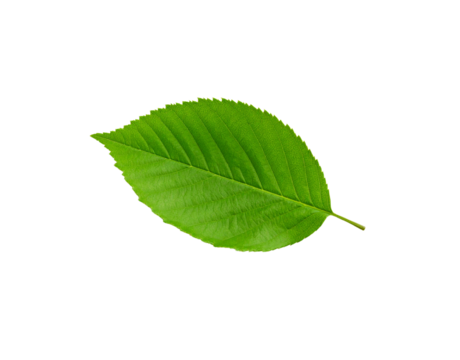 Vibrant green leaf with serrated edges and prominent veins isolated (10)