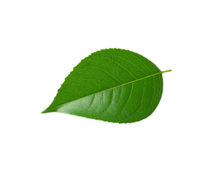Vibrant Green Leaf with Serrated Edges and Prominent Veins Isolated (16)