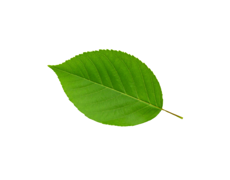 Vibrant Green Leaf with Serrated Edges and Prominent Veins Isolated (14)