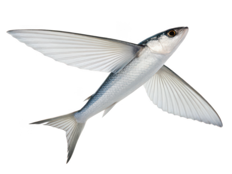 flyingfish animal png flying fish png marine fish png ocean fish png jumping fish png aquatic fish png exotic fish png transparent background image - Powered by Adobe