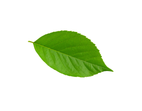 Vibrant green leaf with serrated edges and prominent veins isolated (18)