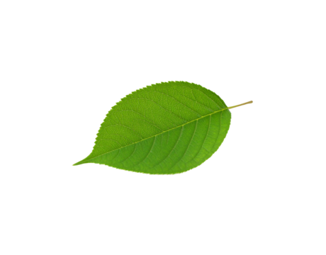 Vibrant green leaf with serrated edges and prominent veins isolated on a transparent background