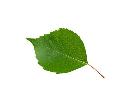 Vibrant green leaf with serrated edges and prominent veins isolated on transparency (4)
