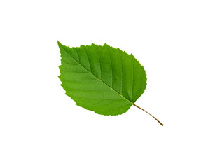 Fototapeta premium Vibrant green leaf with serrated edges and prominent veins isolated on transparent