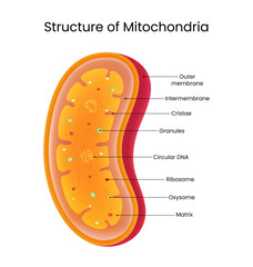 Structure of Mitochondria Detailed Diagram