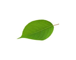 Fototapeta premium Vibrant green leaf with serrated edges and visible vein structure
