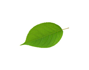 Fototapeta premium Vibrant Green Leaf with Serrated Edges and Visible Veins on Transparent Backdrop