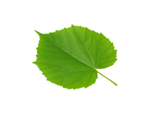 Vibrant green linden leaf with serrated edges and prominent veins (1)