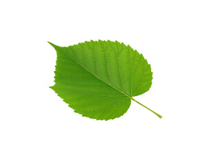 Vibrant green linden leaf with serrated edges and prominent veins isolated