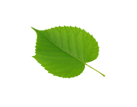 Vibrant green linden leaf with serrated edges and prominent veins isolated