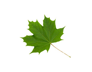 Vibrant green maple leaf with detailed veins and a slender brown stem