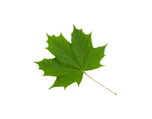 Vibrant green maple leaf with detailed veins and a slender brown stem
