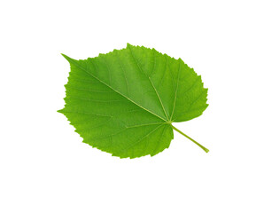 Vibrant green linden leaf with serrated edges and prominent venation