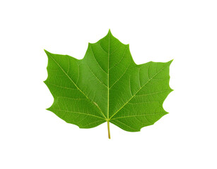 Vibrant green maple leaf with detailed venation and sharp pointed lobes