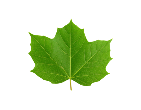 Vibrant green maple leaf with detailed venation and sharp pointed lobes