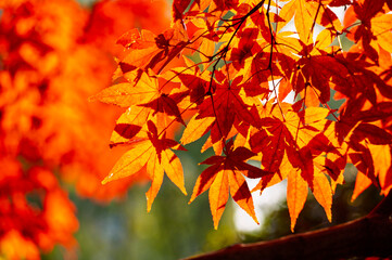Colourful maple leaves in autumn season color when the leaves change colorful of is in the park, green, yellow, orange and red discoloration