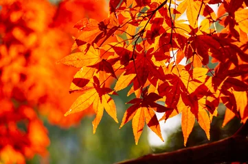 Fleecedeken met foto Colourful maple leaves in autumn season color when the leaves change colorful of is in the park, green, yellow, orange and red discoloration © lukyeee_nuttawut