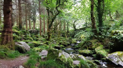 Rocky stream flowing through forest surrounded by pine trees and grassy hills, professional photography capturing natural landscape.