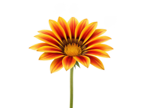gazania png gazania flower png colorful daisy png ornamental plant png garden bloom png summer flower png decorative flower png transparent background image