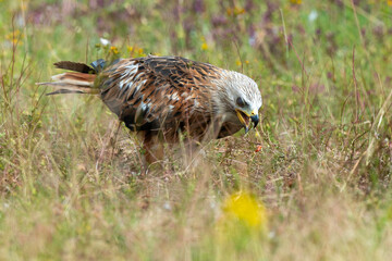 Milan royal,
Milvus milvus , Red Kite