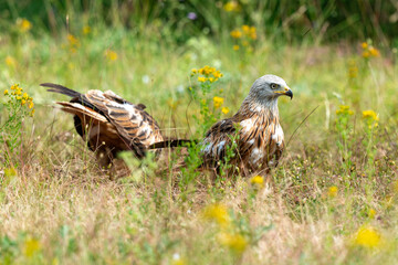 Milan royal,
Milvus milvus , Red Kite