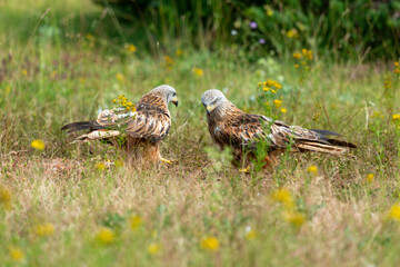 Milan royal,
Milvus milvus , Red Kite