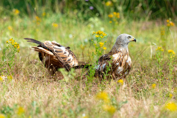Milan royal,
Milvus milvus , Red Kite