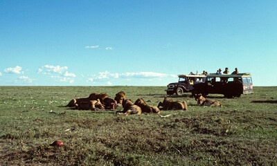 Lion, safari photo, Panthera leo, Réserve de Masai Mara, Kenya