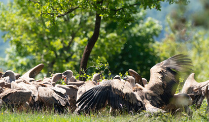 Vautour fauve,.Gyps fulvus, Griffon Vulture, Parc naturel régional des grands causses 48, Lozere, France