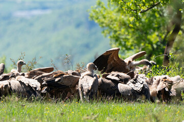 Vautour fauve,.Gyps fulvus, Griffon Vulture, Parc naturel régional des grands causses 48, Lozere, France