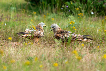 Milan royal,.Milvus milvus , Red Kite